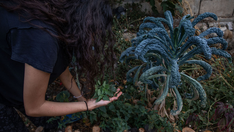 A woman with long black wavy hair holds a cluster of stinging nettle leaves in her hand while she picks more. She is bending next to a large bluish kale plant on her right