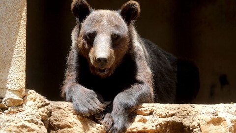 A large brown bear rests comfortably in its shelter at a wildlife sanctuary in Aley, Lebanon.