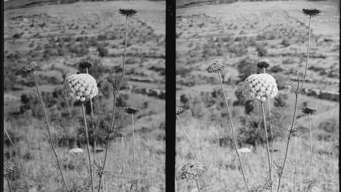 A close-up black and white photo of a wildflower in the hills of Palestine.