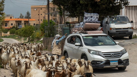 A white SUV loaded with mattresses navigates a rural road, surrounded by a herd of goats. The Shepherd gestures to the driver. 