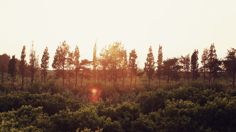 Golden sunset over a row of silhouetted trees, casting warm light over verdant greenery below, creating a serene and peaceful atmosphere.