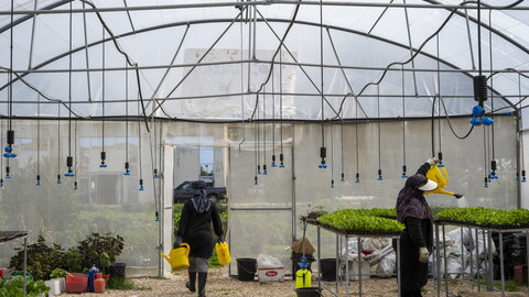 Inside a large arched greenhouse with overhead irrigation nozzles, one woman walks toward the back carrying two yellow watering cans while another woman uses a yellow can to water trays of green seedlings on a raised metal table.