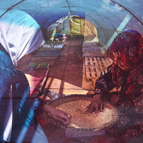 A composite image of Fodda El Youssef (left) and her mother Aziza Sattouf (right) manually sorting wheat to be sent to a mill in Saadnayel, Lebanon, against the backdrop of Seed in a Box's vegetable seedling greenhouse in Beddawi, Lebanon.
