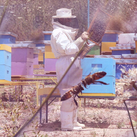 A composite image of Khaled Al Mahmoud inspecting a frame amid colorful wooden hives with bees and flowers in the foreground.