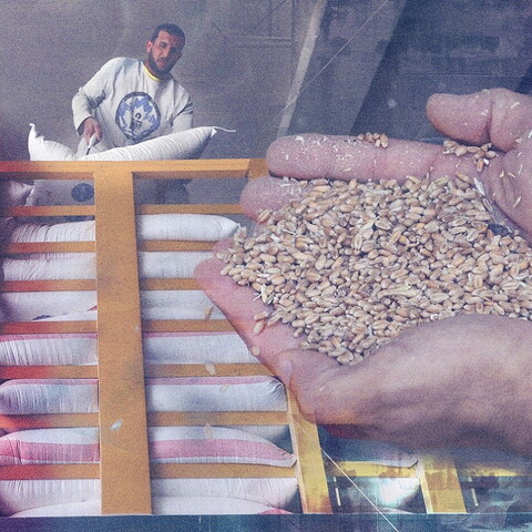 A composite image of hands cupping grains of wheat against the backdrop of a mill worker loading bags of flour onto a truck in Beirut, Lebanon.