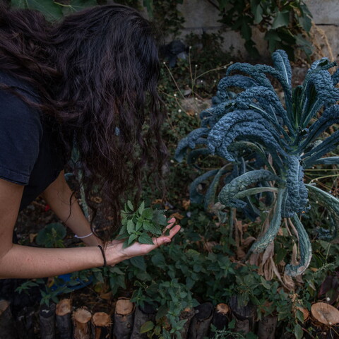 A woman with long black wavy hair holds a cluster of stinging nettle leaves in her hand while she picks more. She is bending next to a large bluish kale plant on her right