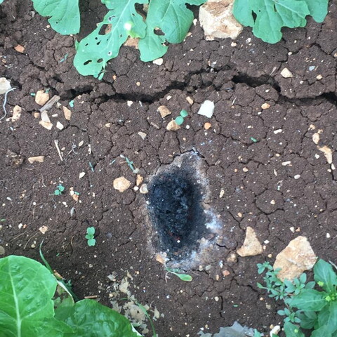 Black white phosphorus residues in between lettuce crops