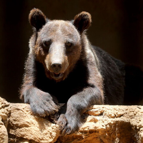 A large brown bear rests comfortably in its shelter at a wildlife sanctuary in Aley, Lebanon.