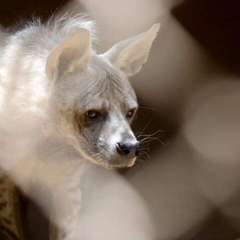 Image of a hyena inside its enclosure at the 'Animal Encounter' shelter in Aley, Lebanon.