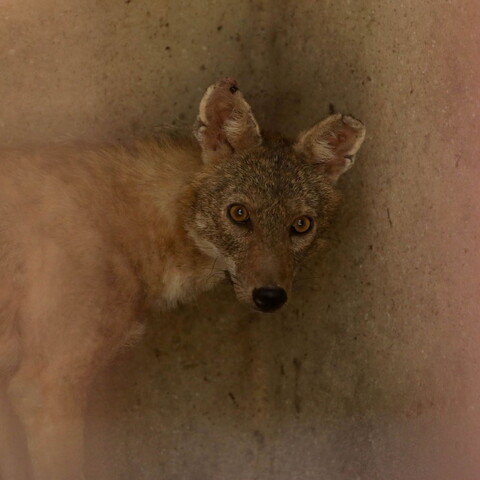A wary jackal with a brown coat and fearful orange eyes looks straight into the camera.