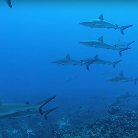 Sharks swimming in the sea 