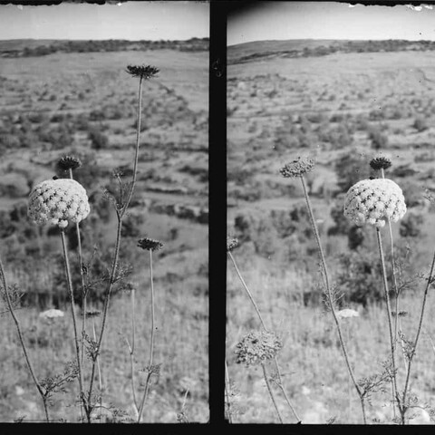 A close-up black and white photo of a wildflower in the hills of Palestine.