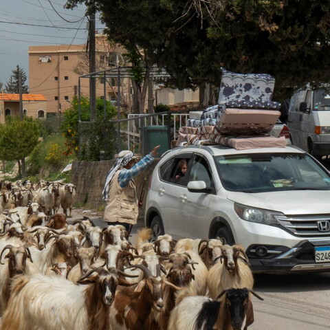 A white SUV loaded with mattresses navigates a rural road, surrounded by a herd of goats. The Shepherd gestures to the driver. 