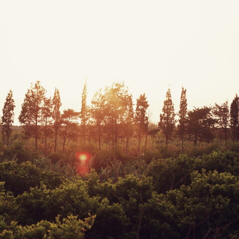 Golden sunset over a row of silhouetted trees, casting warm light over verdant greenery below, creating a serene and peaceful atmosphere.