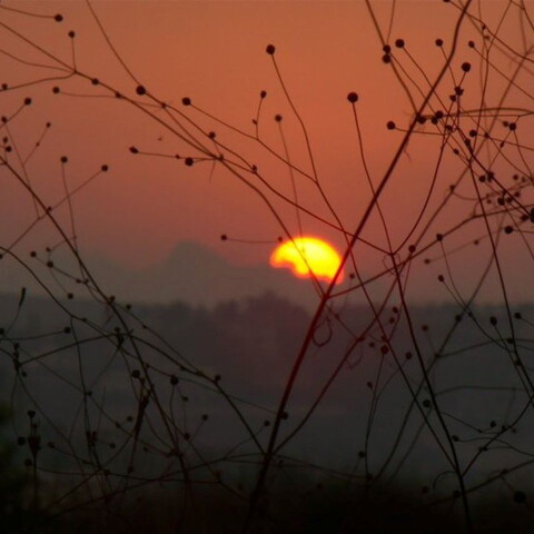 Silhouetted thin branches and twigs fill the foreground against a vibrant reddish-orange sunset with a partially visible sun on the horizon.