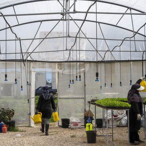 Inside a large arched greenhouse with overhead irrigation nozzles, one woman walks toward the back carrying two yellow watering cans while another woman uses a yellow can to water trays of green seedlings on a raised metal table.