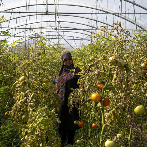 A medium shot of a woman standing between long, tall rows of tomato plants thick with foliage and fruit inside a large, arched plastic hoop greenhouse.