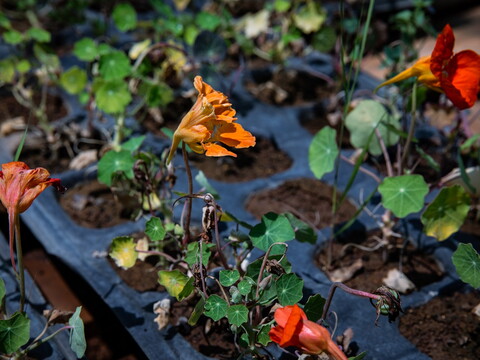 Young Nasturtiums (Tropaeolum majus and minus) in a greenhouse at the Seed in a Box farm in Beddawi, Lebanon, waiting to be transplanted into open soil.