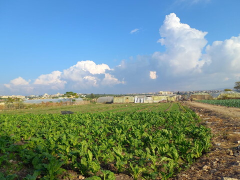 Agricultural plot with makeshift greenhouses in the back, against a bright blue sky.