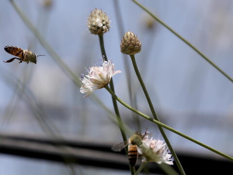 A bee heads towards a small white flower, cephalaria leucantha.