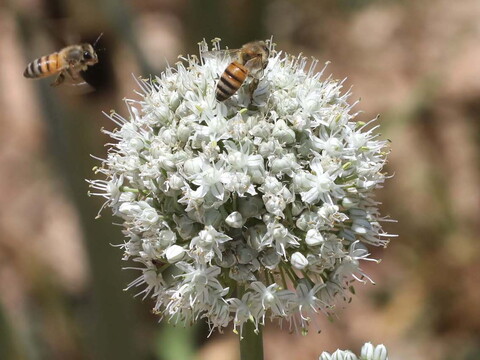 Two bees pollinate an onion flower.