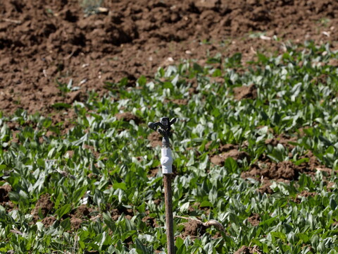 A water sprinkler in the middle of a spinach field