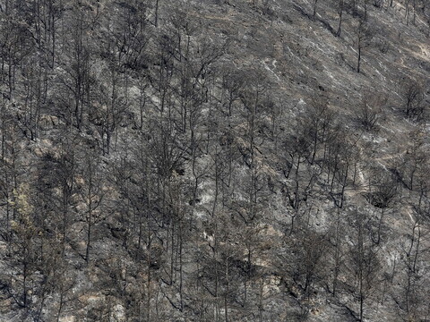  A wide shot showing the aftermath of a forest fire: blackened trees and greyed land.