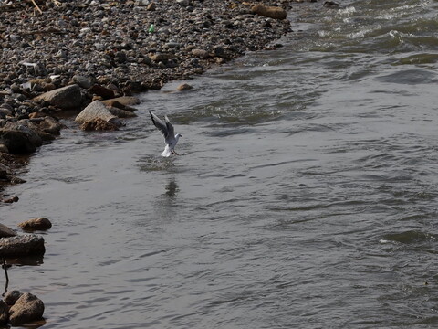 A seagull swoops into a polluted riverbank to feed.