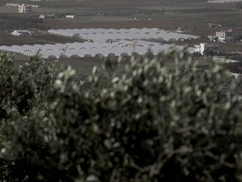 Overview of agricultural plastic tents from the top of a hill in Miniara, Akkar.