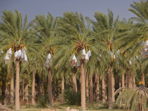 A grove of date palm trees with clusters of dates covered in protective white bags.