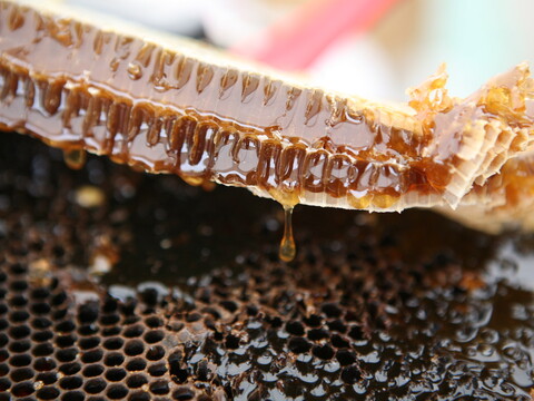 A close-up of a honeycomb with golden honey dripping from the comb, showcasing the waxy hexagonal cells and rich, viscous honey against a blurred background.