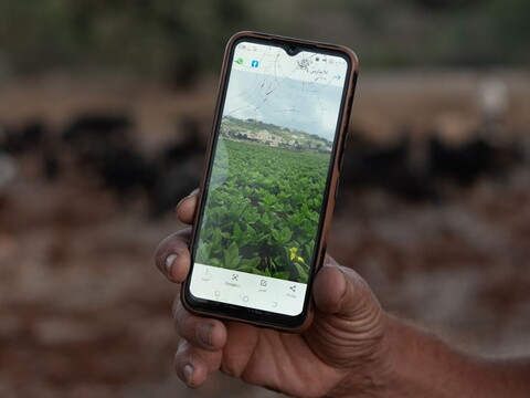 Farmer Khalil Hamdan holds up his phone showing a photo of his old tobacco field before the war.