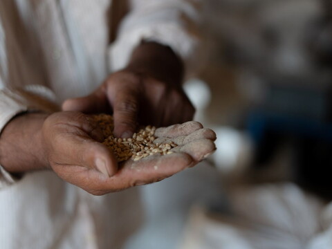 Close-up of a farmer’s hands holding spoiled wheat grains.