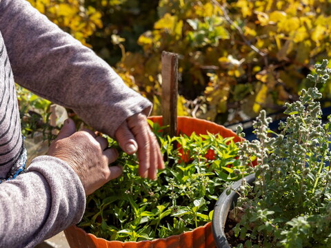 Woman’s hands tending to pots with marjoram and chili peppers.