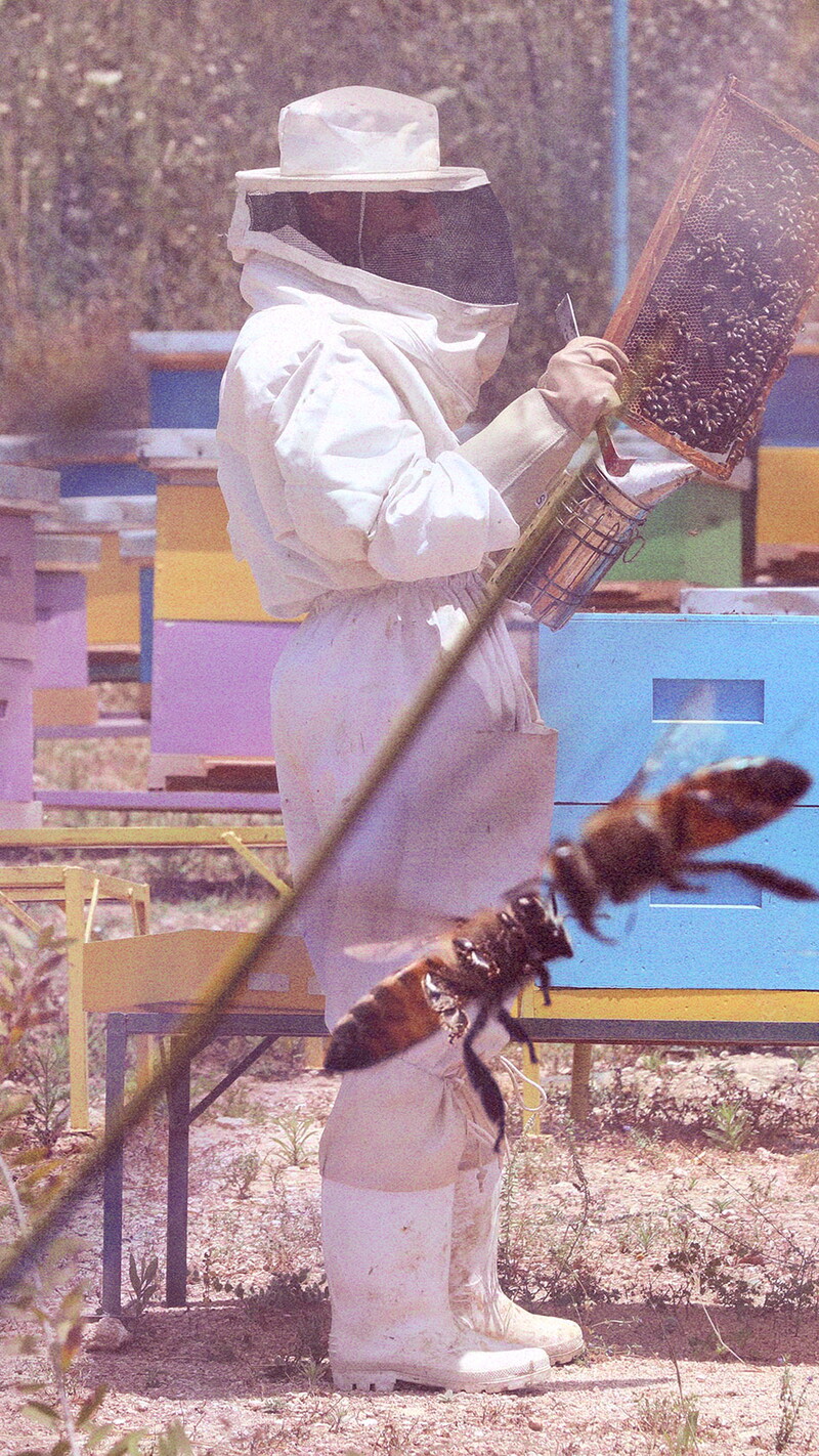 A composite image of Khaled Al Mahmoud inspecting a frame amid colorful wooden hives with bees and flowers in the foreground.