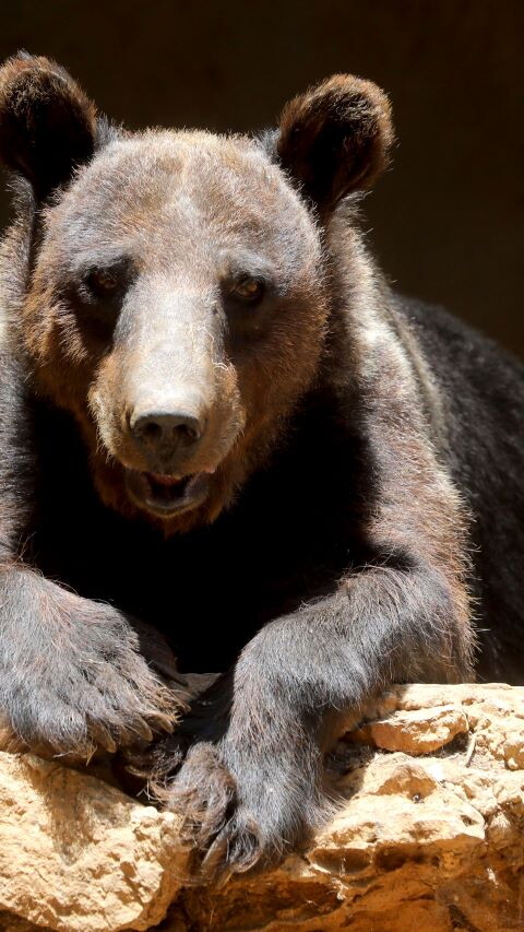 A large brown bear rests comfortably in its shelter at a wildlife sanctuary in Aley, Lebanon.