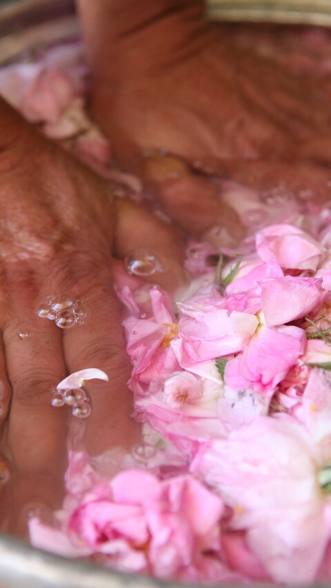 Two hands submerged in a metal basin filled with water and floating pink rose petals.