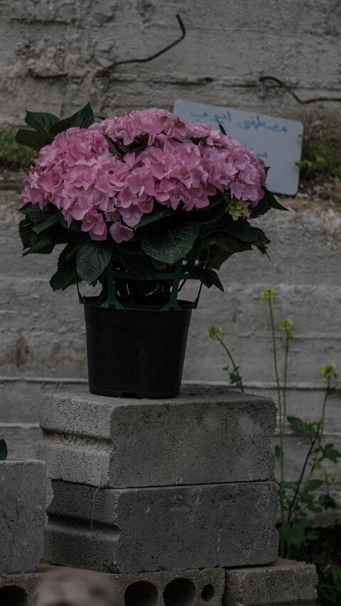 A pot of pink azaleas is placed over a concrete slab in the temporary burial site in Haret Saida.