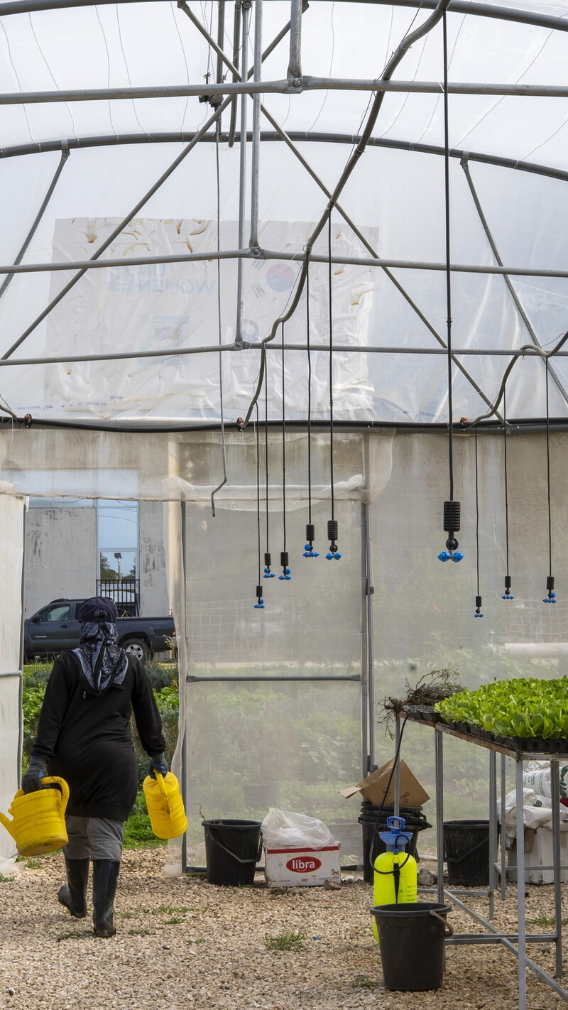 Inside a large arched greenhouse with overhead irrigation nozzles, one woman walks toward the back carrying two yellow watering cans while another woman uses a yellow can to water trays of green seedlings on a raised metal table.