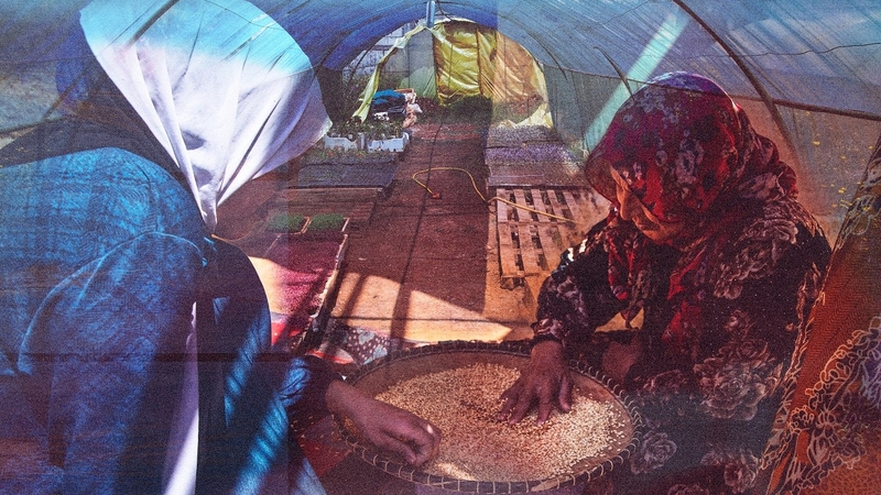 A composite image of Fodda El Youssef (left) and her mother Aziza Sattouf (right) manually sorting wheat to be sent to a mill in Saadnayel, Lebanon, against the backdrop of Seed in a Box's vegetable seedling greenhouse in Beddawi, Lebanon.