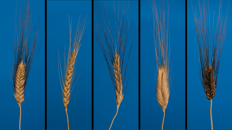 A collage of different heads of heirloom wheat varieties found in Lebanon, Palestine, and Iraq.