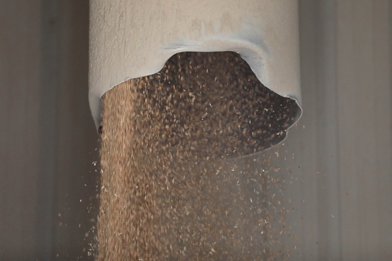 Close-up of wheat grains falling from a cylinder.  