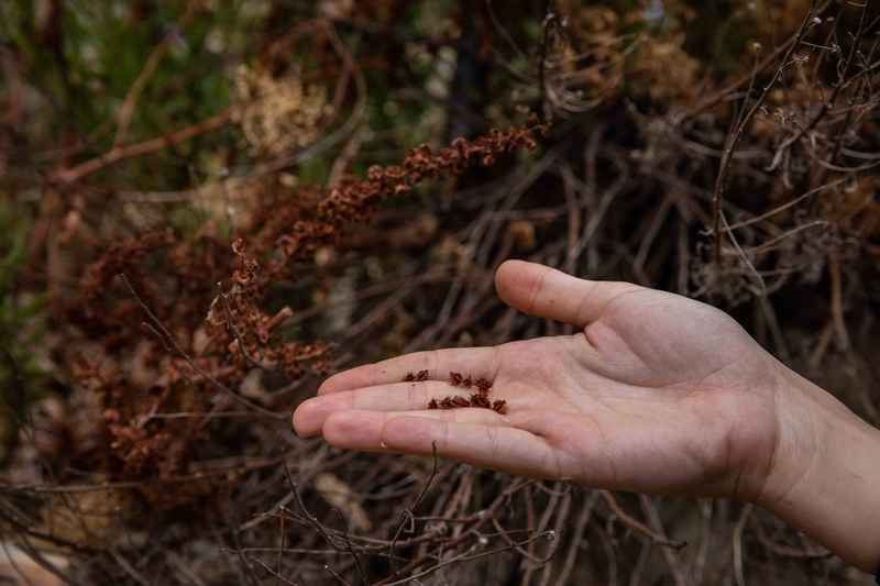 A close up of a hand holding up small red-brown docks seeds in front of a dock plant.