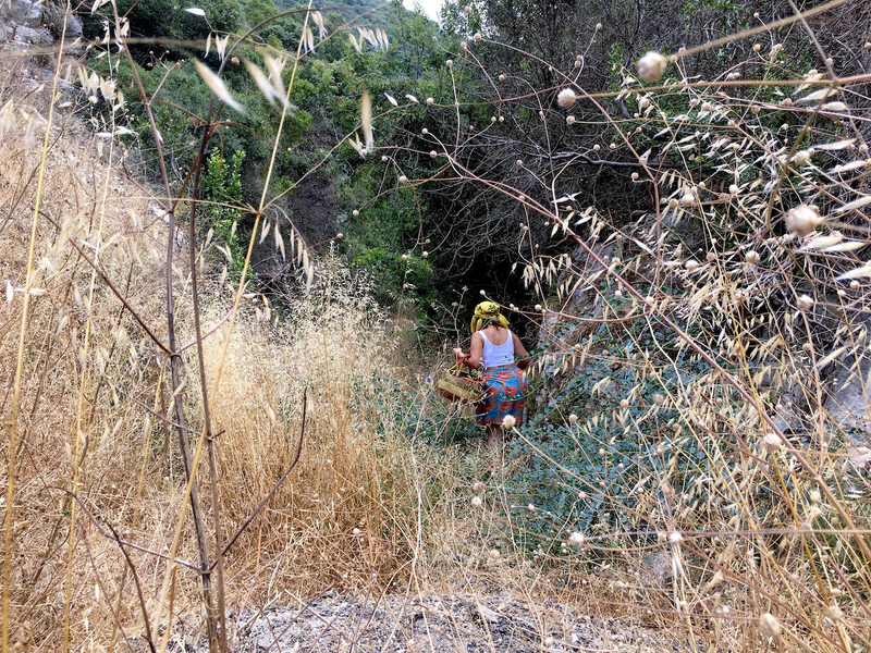 A woman carrying a woven basket makes her way through tall plants.
