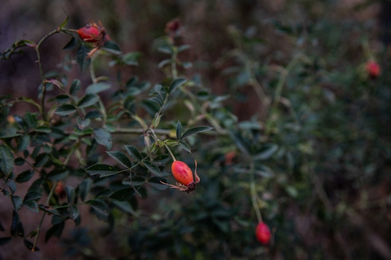 A close up of a rose hip bush. It carries a couple of pinkish orange rose buds.