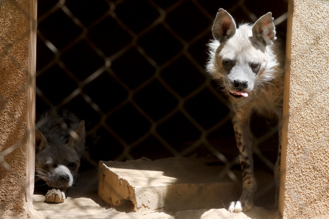 Two hyenas with sandy fur and distinct black markings sit comfortably in their built-in shelter at the 'Animal Encounter' sanctuary in Aley, Lebanon.