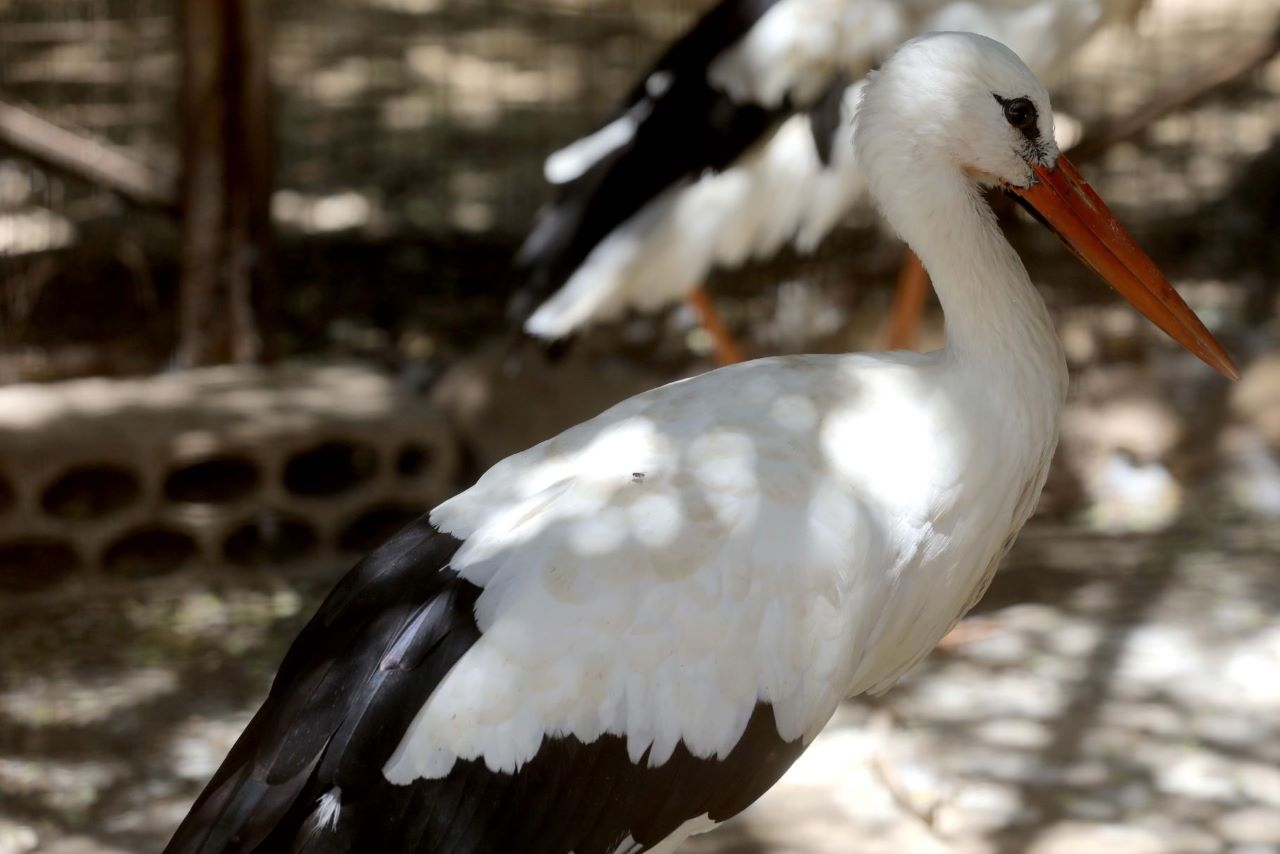 A stork with black and white feathers, and an orange beak stands inside its enclosure at the 'Animal Encounter' shelter in Aley, Lebanon.