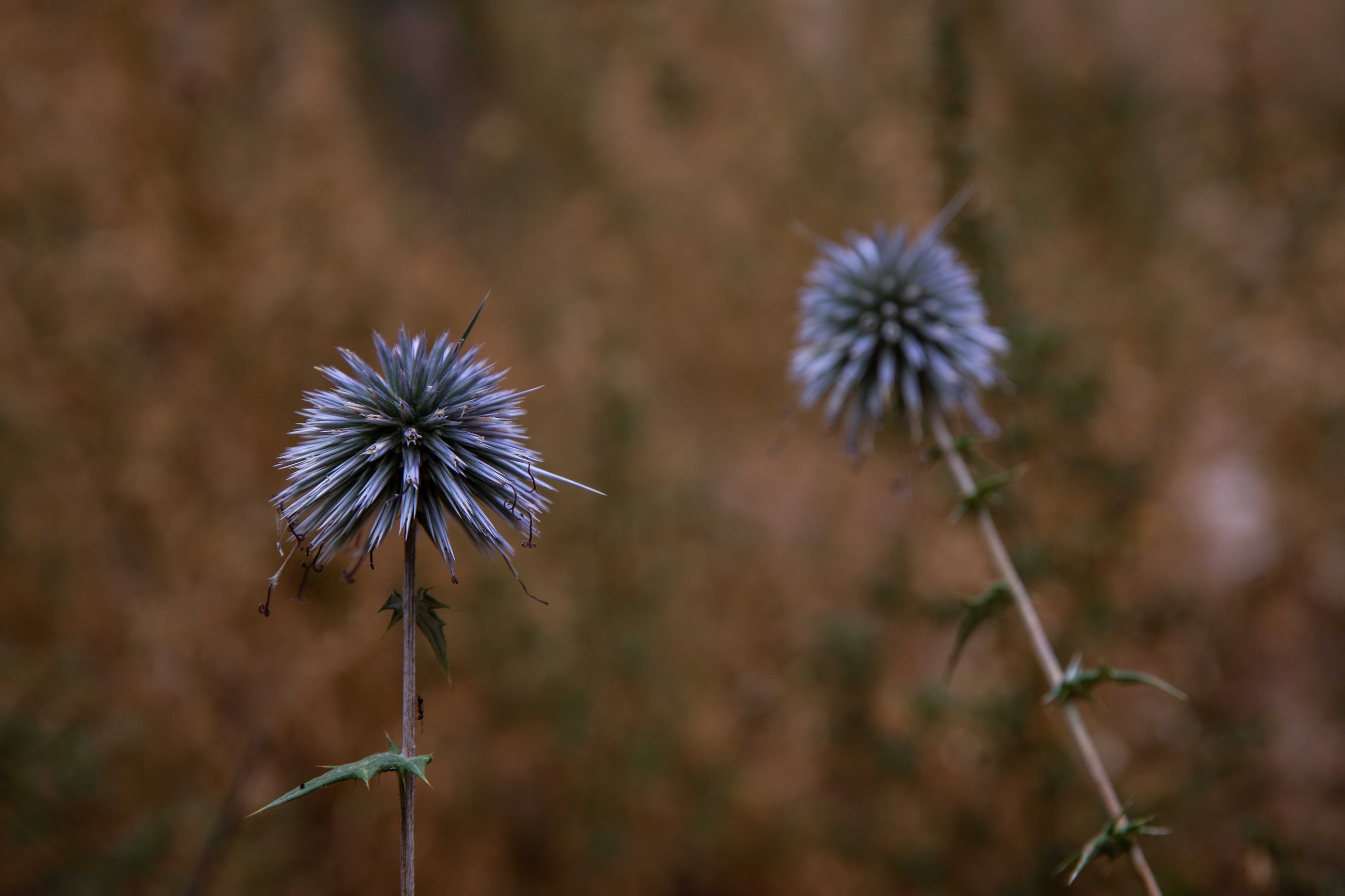A close up of two globe thistles. They have long stems and purple-gray spiny foliage.