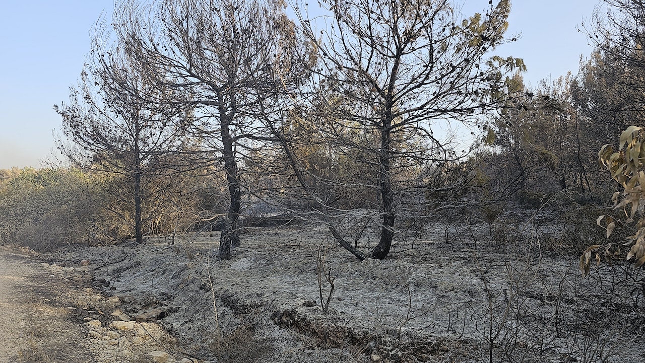 Burned trees amidst ashes