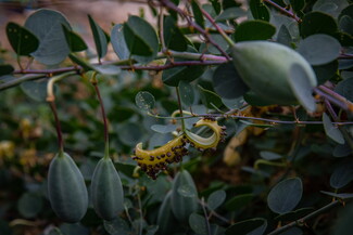A close up of a seeding caper bud. The bush has round leaves and an elongated green bud that is open, revealing black seeds.